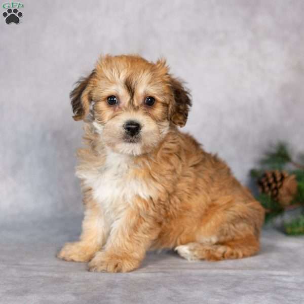 Fluffy, Yorkie-Chon Puppy